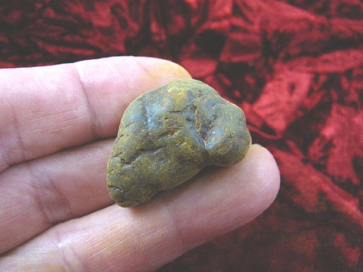 (PP450-61) 1&quot; Genuine Fossil TURTLE POOP Coprolite DUNG WEIRD WA state s... - $10.39