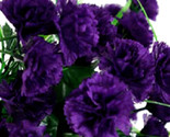 Dark Purple Carnation 100 Seeds Dianthus Flowers Perennial - $6.75