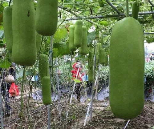 FARM 15 Calabash Bottle Gourd Seeds Chinese Pugua Nam Tao Bulk Seeds Item image 2