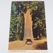 Leggett CA Chandelier Tree Underwood Park now Drive Thru Tree Postcard Scalloped - £3.23 GBP