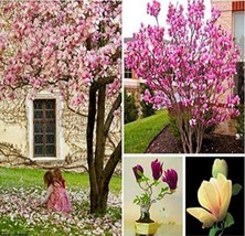 100 pcs Magnolia Garden Plants Seeds - Mixed Pink Purple Dark Purple Orange Colo - £9.78 GBP