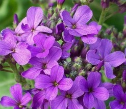 BStore Dame&#39;S Rocket Flower Seeds 450 Biennial Purple Flower Garden Bees - £6.73 GBP