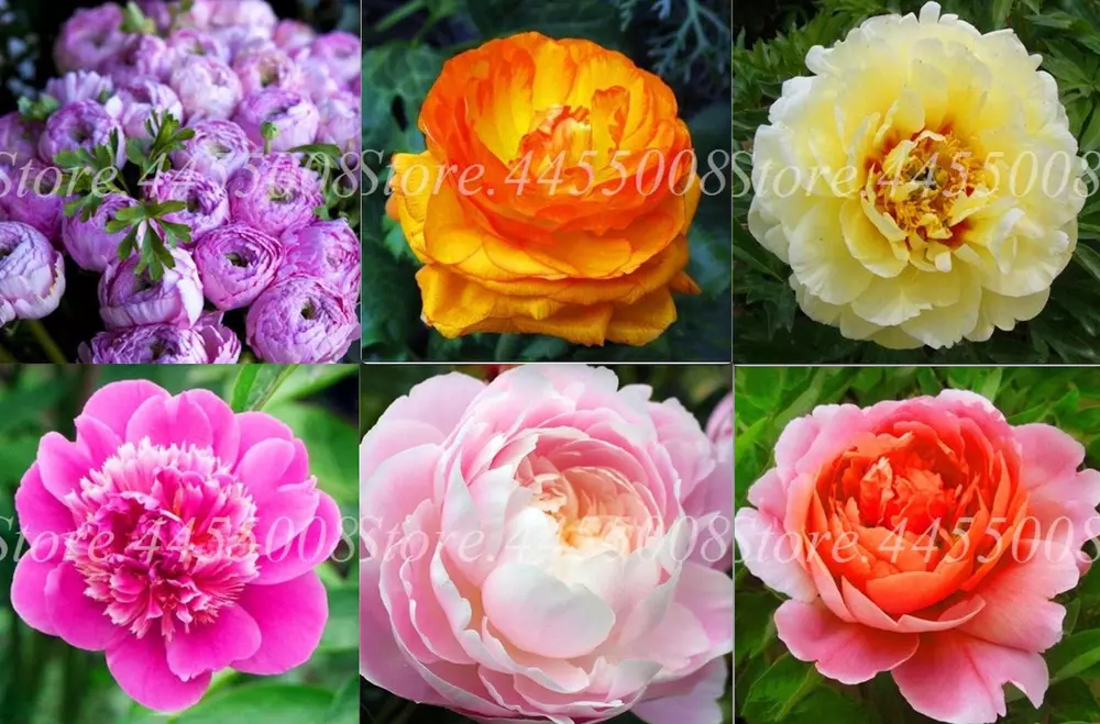20 SEEDS for MIXED COLORS PEONIES blossom pink red - $10.91