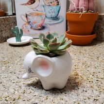 Ceramic Animal Planter with Succulent, Elephant Planter, Echeveria Succulent Pot image 3