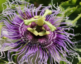 5 Pc Seeds Passiflora edulis Golden Giant Flower, Passiflora Seeds for Planting  - £19.81 GBP