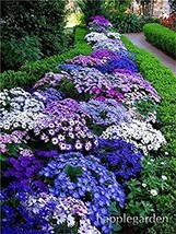 US Seller 500 Pcs Creeping Thyme Bonsai Or Blue Rock Cress Plant Perennial Groun - $15.28