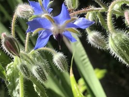 Borage Herb Flower Seeds Packet 1 Gram Easy To Grow Fresh Gardening USA SELLER - £3.86 GBP