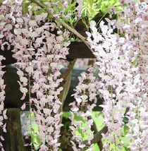 5 Kuchi Beni Wisteria Seeds Vine Climbing Flower Seed 574 Fresh Seeds USA - $6.98