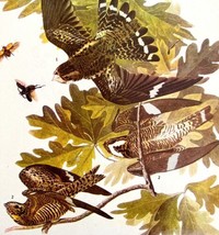 Nighthawk Bird Print 1946 Color Art John James Audubon Nature Antique DWV2E - £31.45 GBP