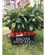 Bacon Avocado Tree, Grafted - Very Cold Hardy - Grafted Live Avocado Tree - $54.42