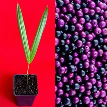 Acai Euterpe Oleracea Fruit Palm Tree Seedling Starter Plant - £23.73 GBP