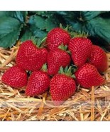 SL Elan F1 Strawberry Seeds, 1 Professional Pack, 100 Seeds / Pack, Larg... - $2.67 CAD