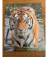 Skyline Products Back To School Dual Pocket &quot;Lion&quot; Folder-Brand New-SHIP... - $12.38 CAD