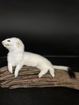 Beautiful Adorable Weasel Ermine Small Animal Taxidermy Mount Art Wildli... - £213.03 GBP