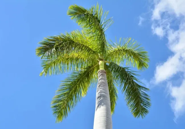 Royal Palm Tree Seeds For Planting 10 Seeds Roystonea Regia Fresh Garden - £21.56 GBP