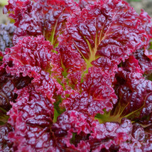 Lettuce Seeds - 500 seeds - Ruby Leaf Lettuce - USA Grown - £25.44 GBP