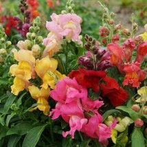 Snapdragon Magic Carpet Mix Multicolored Blooms Butterflies 500 Seeds From US - £7.82 GBP
