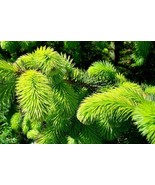 S_SH Sitka Spruce (Picea sitchensis), 50 seeds - $5.88