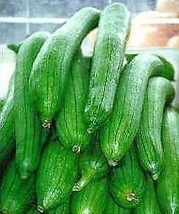 20 Fresh Seed Baby Luffa/Patola Good For Soup - $8.00