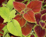 Coleus Seeds 100 Rainbow Mix Annual Flower Painted Leaves Fast Shipping - $8.99