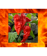 1000 Red Bhut Jolokia Seeds Ghost Pepper HOT Chilli 900K-1M+ SHUS Bulk Wholesale - $27.71