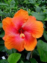 20 Bright Orange Pink Hibiscus Seeds Flowers Perennial - $10.00