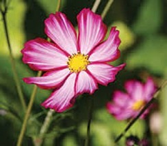 HS 35+ Cosmos Pink Picotee Flower Seeds /   Drought Tolerant / Long Lasting Annu - £3.89 GBP