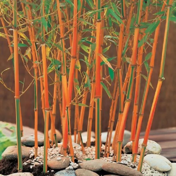 New Fresh 50 Red Fountain Bamboo Seeds Privacy Climbing Seed Shade - $14.98