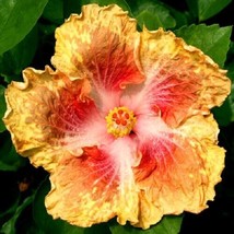 20 Yellow Red Seeds Flowers Flower Seed Perennial - $10.00