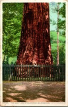 Vtg Cartolina California Sequoie &quot; Il Gigante &quot; Detroit Publishing Phostint Unp - £5.37 GBP