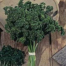 Ship From Us Organic Moss Curled Parsley Seeds - 2 Lb Packet Seeds, Herb TM11 - £190.21 GBP