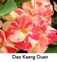 Crown Of Thorns Dao Kaeng Duen Euphorbia Milii*Christ Plant Starter Plant - £34.00 GBP