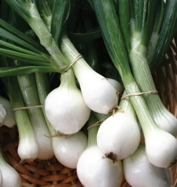 250 Crystal White Wax Onion Seeds Non Gmo Harvest Garden Fresh - £4.63 GBP