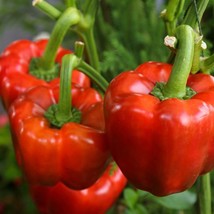 Yolo Wonder Improved Bell Pepper Seeds Red Green Sweet Peppers Fresh Seed  - £4.66 GBP