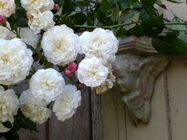 Felicite and Perpectual Rose, rambler, climber, plant bare root - $24.26