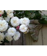 Felicite and Perpectual Rose, rambler, climber, plant bare root - $33.16 CAD