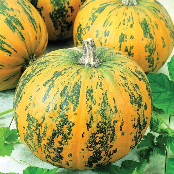 Exotic Green And Orange Pumpkin Seeds-20+ Seeds, -Grow Stunning M Usa Seller - £14.04 GBP