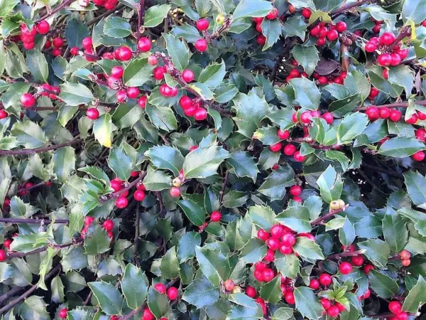 Top Seller 40 American Holly Ilex Opaca Evergreen Red Berry Tree Shrub S... - £11.46 GBP