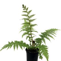 FROM US Ornamental Live Plant 10”-20” Cyatheaceae (Scaly Tree Fern) TP15 - $56.23