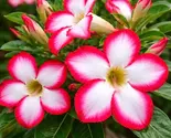4 White Red Desert Rose Adenium Obesum Perennial Flower Seeds - $19.11