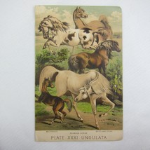 Horses Print Chromolithograph Antique 1880 Arabian Horse Mustangs Shetland Pony - £23.88 GBP