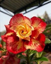 Grow In US 4 Orange Red Desert Rose Seeds Adenium Flower Perennial Seed - £8.95 GBP