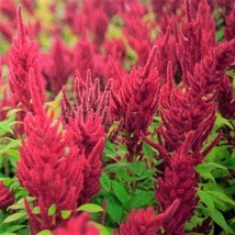 Red Garnet Amaranth Seeds Pink Maroon Crimson Vegetable Herb Flower Seed  - £4.74 GBP