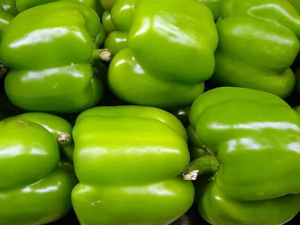 200 Big Green Bell Pepper Sweet Capsicum Annuum Vegetable Fresh Seeds - £13.32 GBP