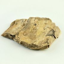 Petrified Wood South Dakota  13.7 oz. 6” x 5" x .75" Wooden Rock Stone image 3