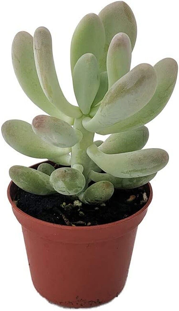 Primary image for 2.5" Pot Pachyphytum Moonstone Pink Βracteosum Succulent Indoor & Out Live Plant