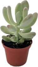 2.5&quot; Pot Pachyphytum Moonstone Pink Βracteosum Succulent Indoor &amp; Out Li... - £23.68 GBP