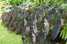 Elephant Ear - Black Beauty Plant Exotic Tropical Bare root 4-6 inches - £15.50 GBP