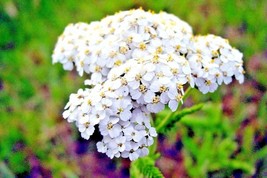 1000 White Yarrow Flower Seed Herb Milfoil Native Wildflower Perennial - £14.10 GBP