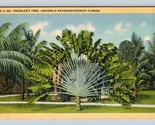 Travelers Tree Fllorida FL Linen Postcard M2 - £2.43 GBP